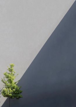Fotografien, Tree in the corner, Marcus Cederberg