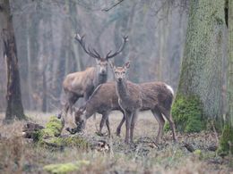 Fotografien, Red Deer, Frederic Bauer