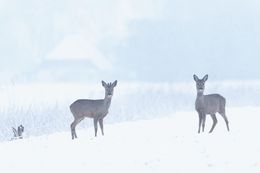 Fotografien, Rehe im Winter, Frederic Bauer