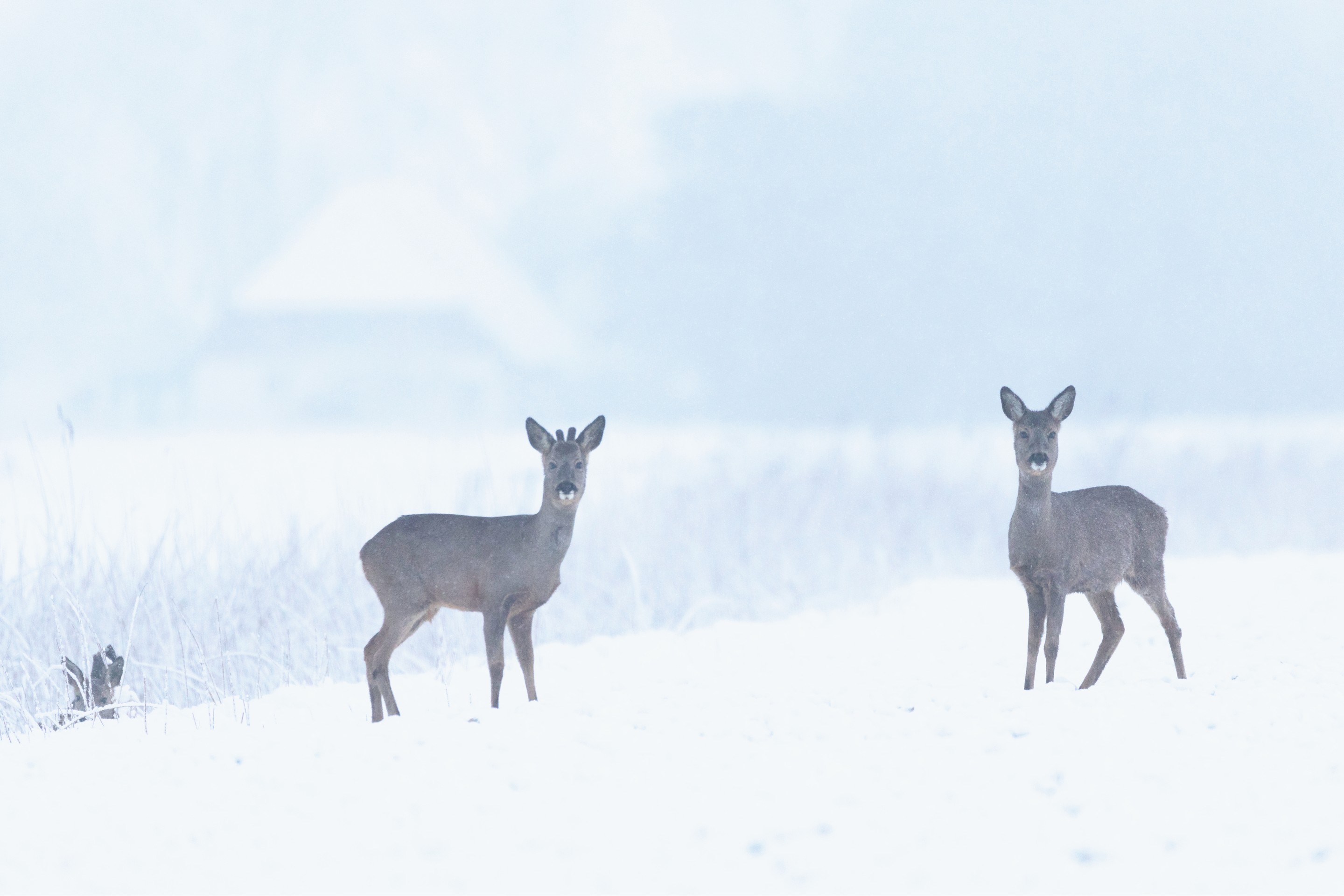 Frederic Bauer, Rehe im Winter Frederic Bauer, Rehe im Winter