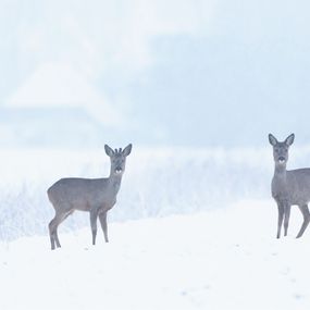Photography, Rehe im Winter, Frederic Bauer