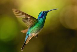 Fotografien, Colibri, Nicolas Issaly