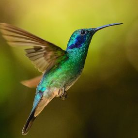 Fotografien, Colibri, Nicolas Issaly