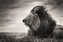 Fotografía, Patience, Joachim Schmeisser