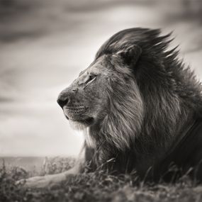 Photographie, Patience, Joachim Schmeisser