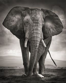 Fotografía, The Bull and the Bird III, Joachim Schmeisser