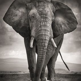 Photographie, The Bull and the Bird III, Joachim Schmeisser