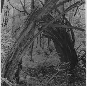 Photography, Apaiser le brouillard, Anaïs Bastard