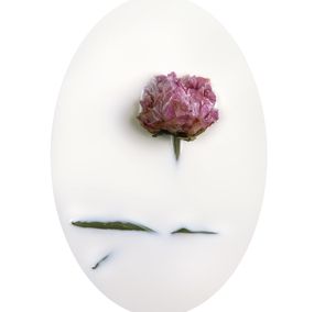 Photographie, Latte e polline 14, Nicola Vinci