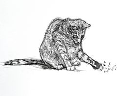 Zeichnungen, Gatto Michael, Lucio Forte