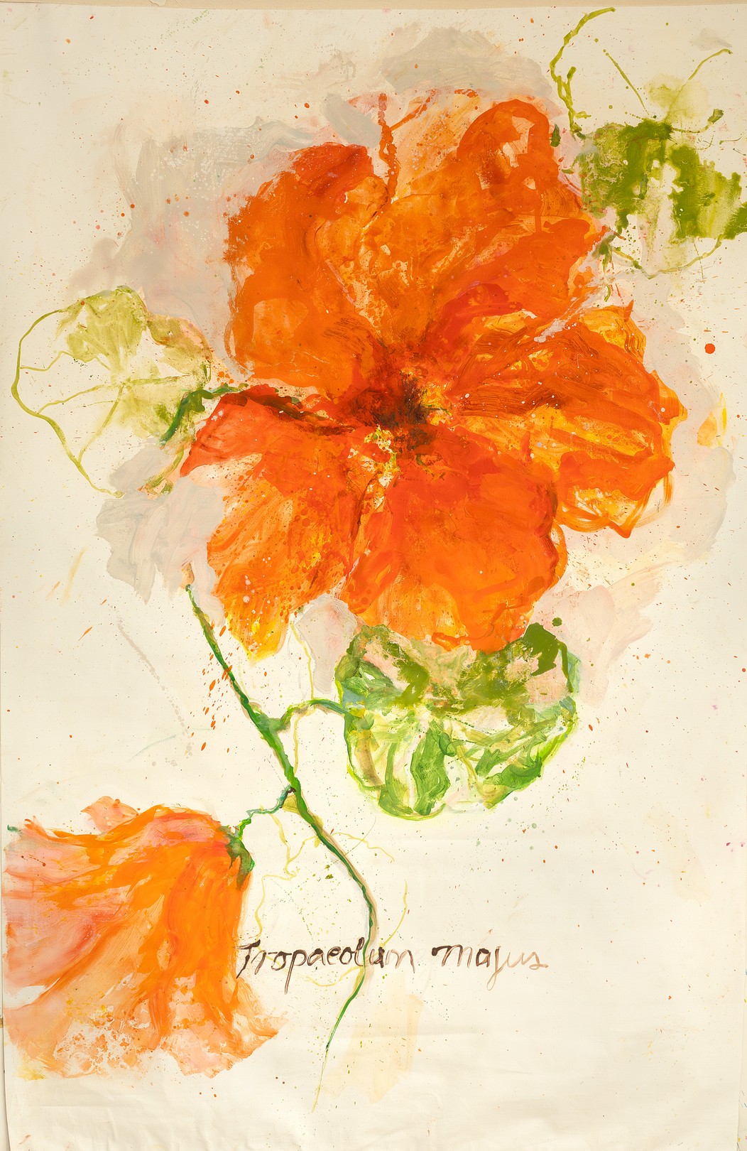 Rocio Ponce, Tropaeolum majus Rocio Ponce, Tropaeolum majus