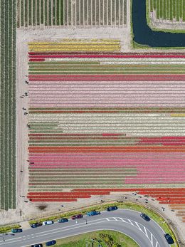 Photography, AV_Tulip_Fields_038, Bernhard Lang