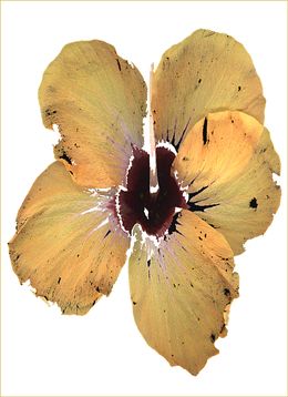 Fotografien, Fleur d'éternité, Marie-Fa Lazzari