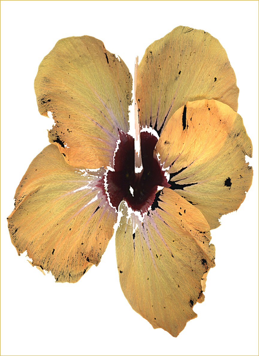 Marie-Fa Lazzari, Fleur d'éternité Marie-Fa Lazzari, Fleur d'éternité