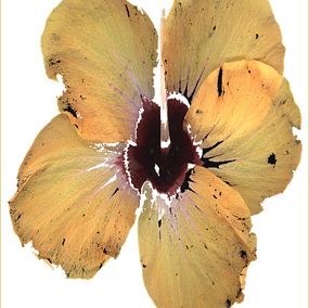 Photography, Fleur d'éternité, Marie-Fa Lazzari