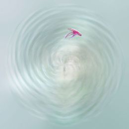 Fotografien, Jellysphère, Paul Marnef