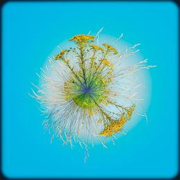 Fotografien, Lumière pollen, Paul Marnef