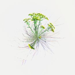Fotografien, Soupirs jaunes, Paul Marnef