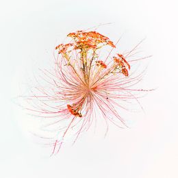 Fotografien, Soupirs rouges, Paul Marnef