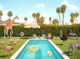 Photographie, Animal Kingdom - LARGE, Paul Fuentes
