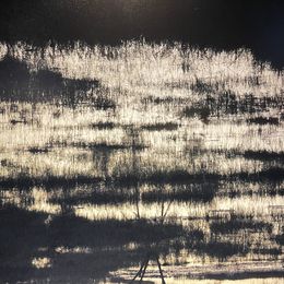 Fotografien, Chien loup, Nathalie Debroise