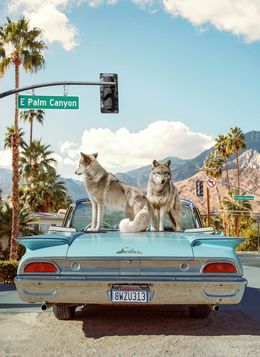 Fotografia, Wolves of Palm Springs - Large, Paul Fuentes