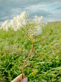 Fotografia, Wild grace, Natalya Mougenot