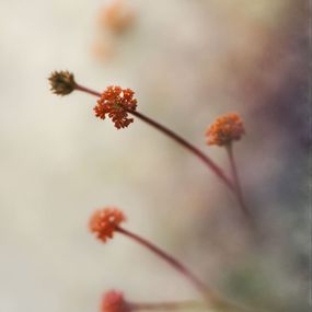 Fotografien, Corallithia whisperae, 4Everkurious