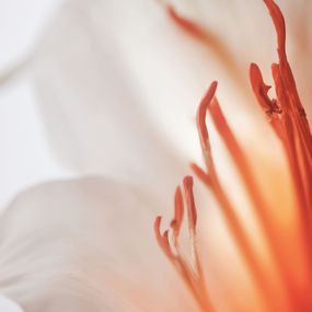 Fotografien, Igniflora lumenis, 4Everkurious