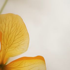 Fotografien, Solaris aurellae, 4Everkurious