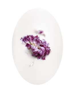 Photography, Latte e polline 18, Nicola Vinci