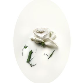 Photographie, Latte e polline 4, Nicola Vinci