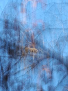 Fotografia, Sans titre 4, Sylva Sylva