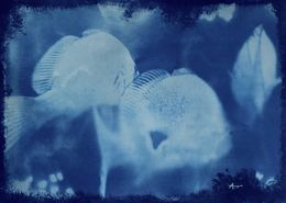 Pittura, Corbs dans le bleu, Aurélie Trabaud