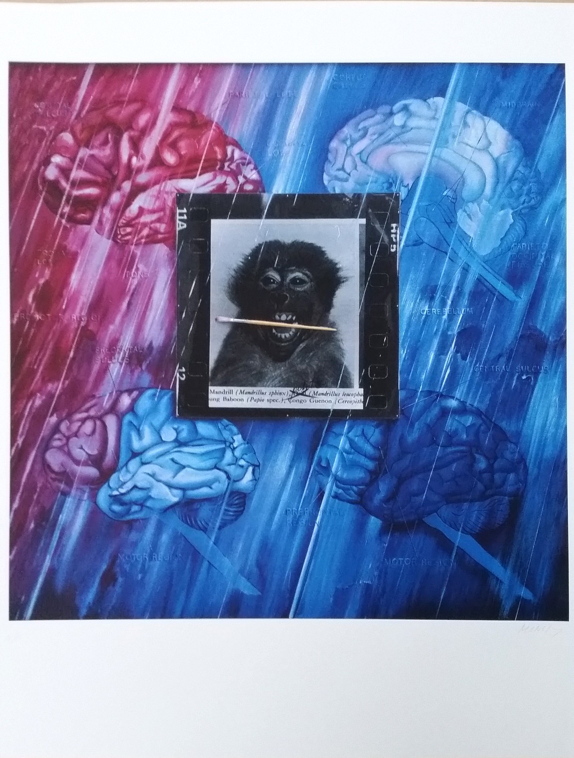 Jacques Monory, Monkey Jacques Monory, Monkey