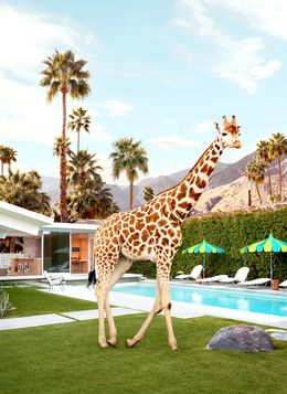 Fotografia, Poolside Giraffe - Small, Paul Fuentes
