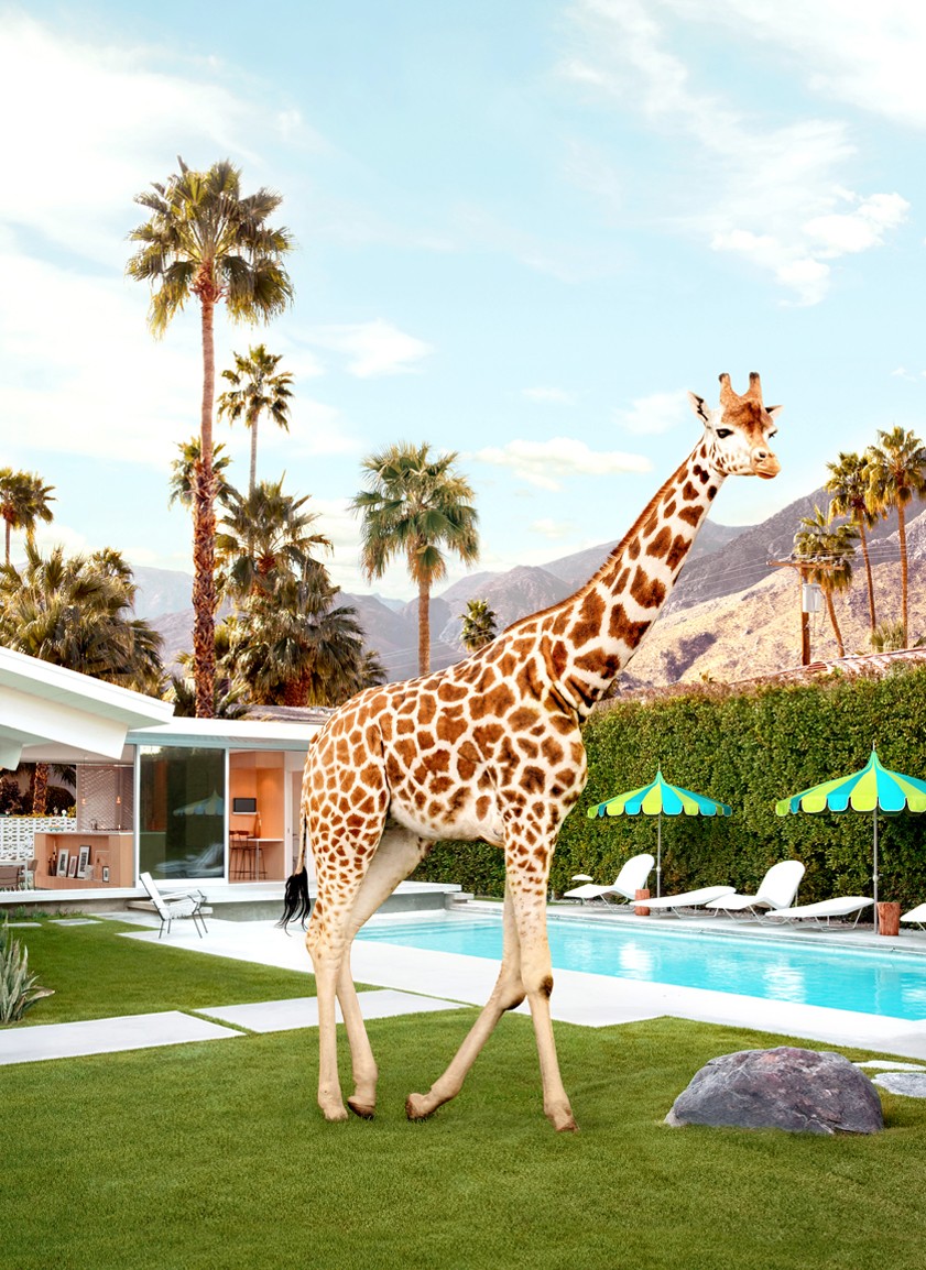 Paul Fuentes, Poolside Giraffe - Small Paul Fuentes, Poolside Giraffe - Small