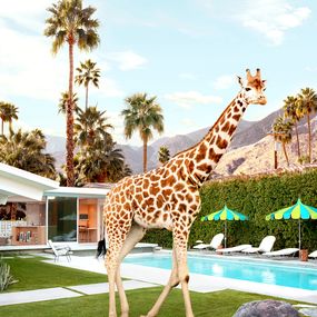 Photographie, Poolside Giraffe - Small, Paul Fuentes