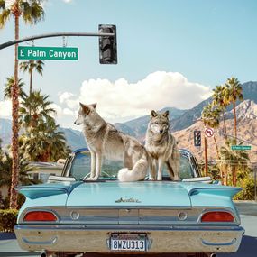 Photographie, Wolves of Palm Springs - Small, Paul Fuentes