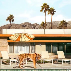 Photographie, Pool Party Tiger - Small, Paul Fuentes