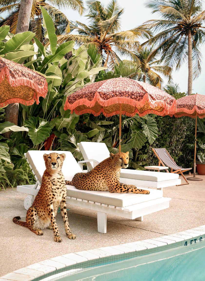 Paul Fuentes, Cheetahs at The Pool - Large Paul Fuentes, Cheetahs at The Pool - Large