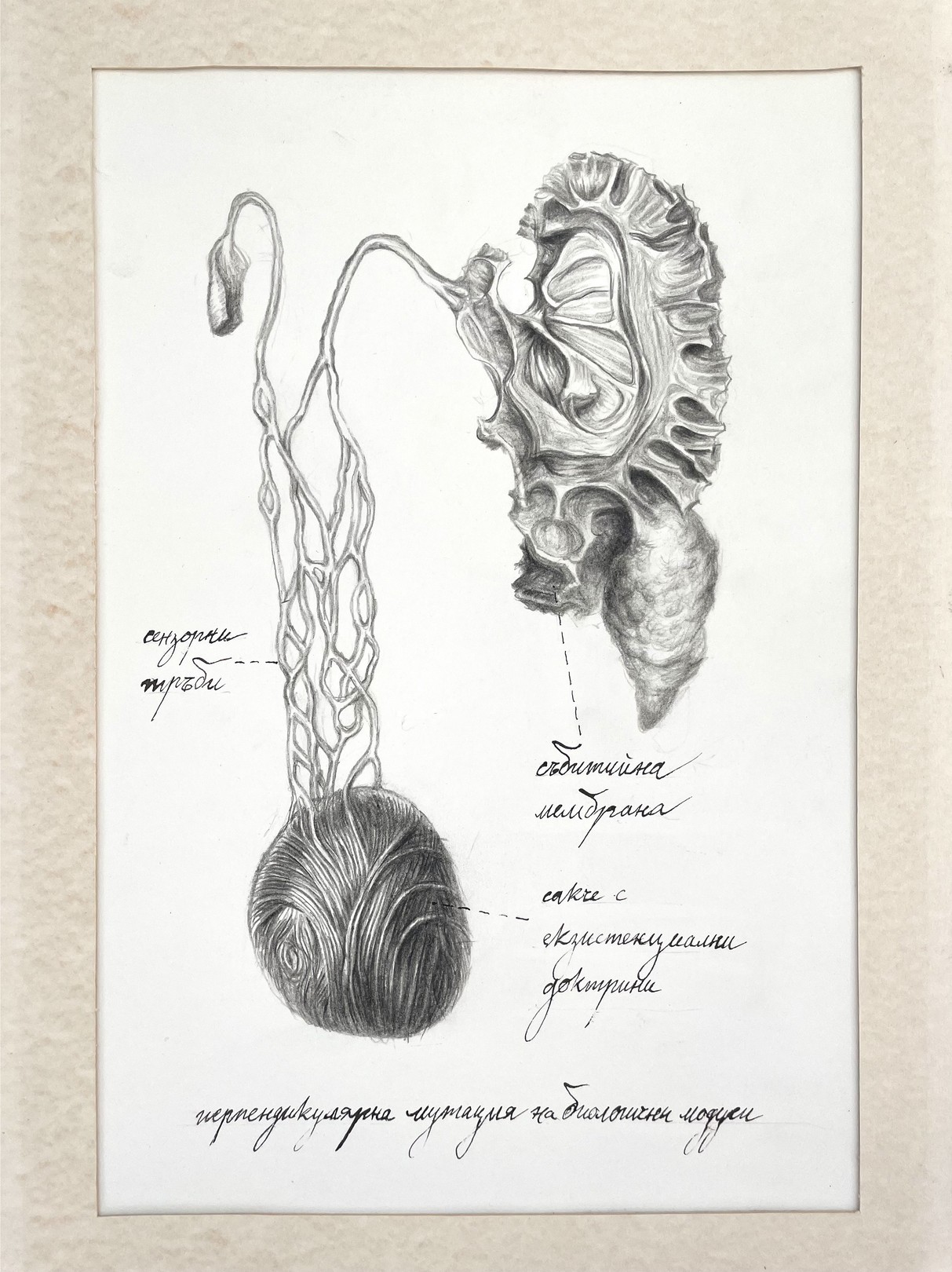 Radoslav Maglov, Perpendicular mutation of biological mode Radoslav Maglov, Perpendicular mutation of biological mode