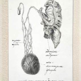 Dibujo, Perpendicular mutation of biological mode, Radoslav Maglov