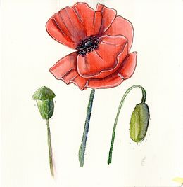 Dibujo, Poppies, MKate