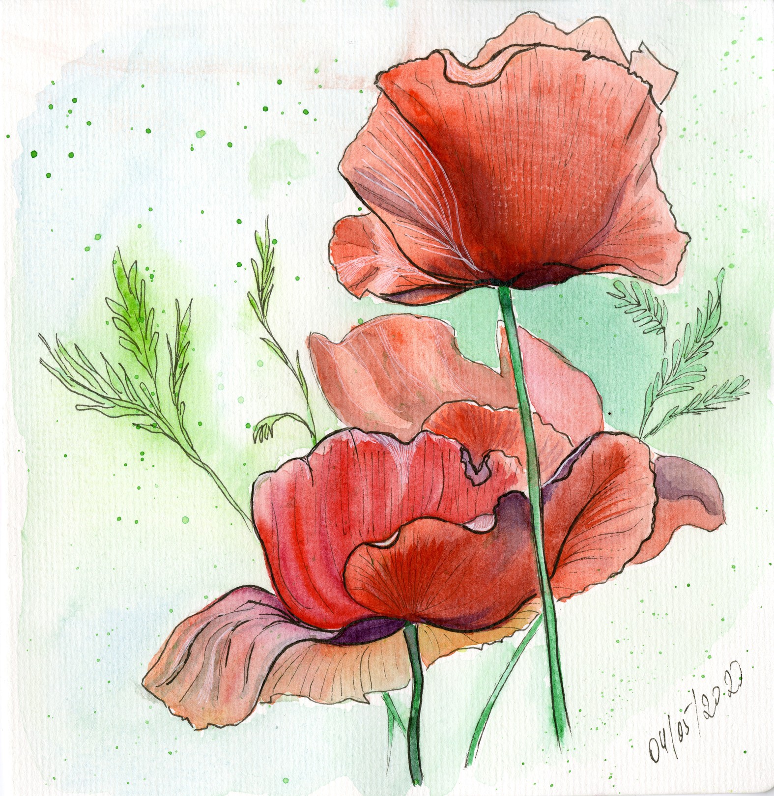 MKate, Poppies in the field MKate, Poppies in the field
