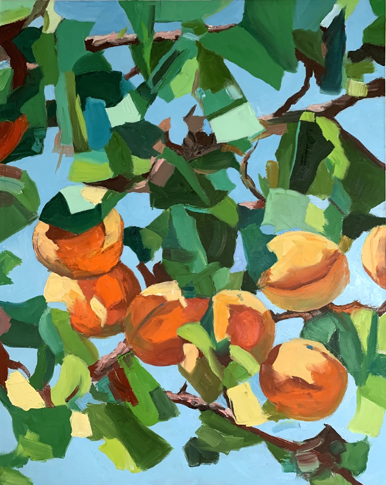 Schagen Vita, Apricot garden.3 Schagen Vita, Apricot garden.3