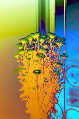 Photography, Dream bouquet, Sumit Mehndiratta