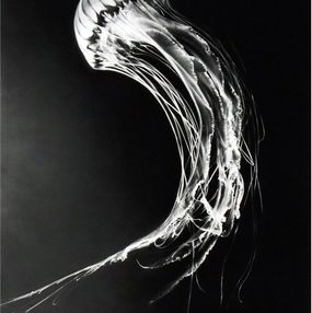 Stampe, Rumi, Robert Longo