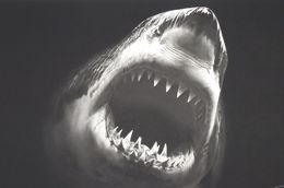 Drucke, Bruce, Robert Longo