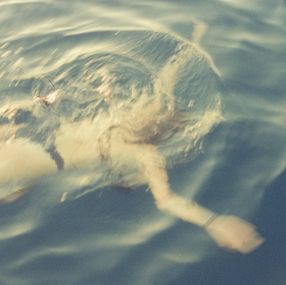 Photographie, Golden summer 2, Rodrigo